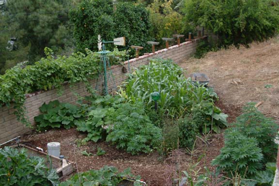 Irrigated yard with several fruit trees & grapes